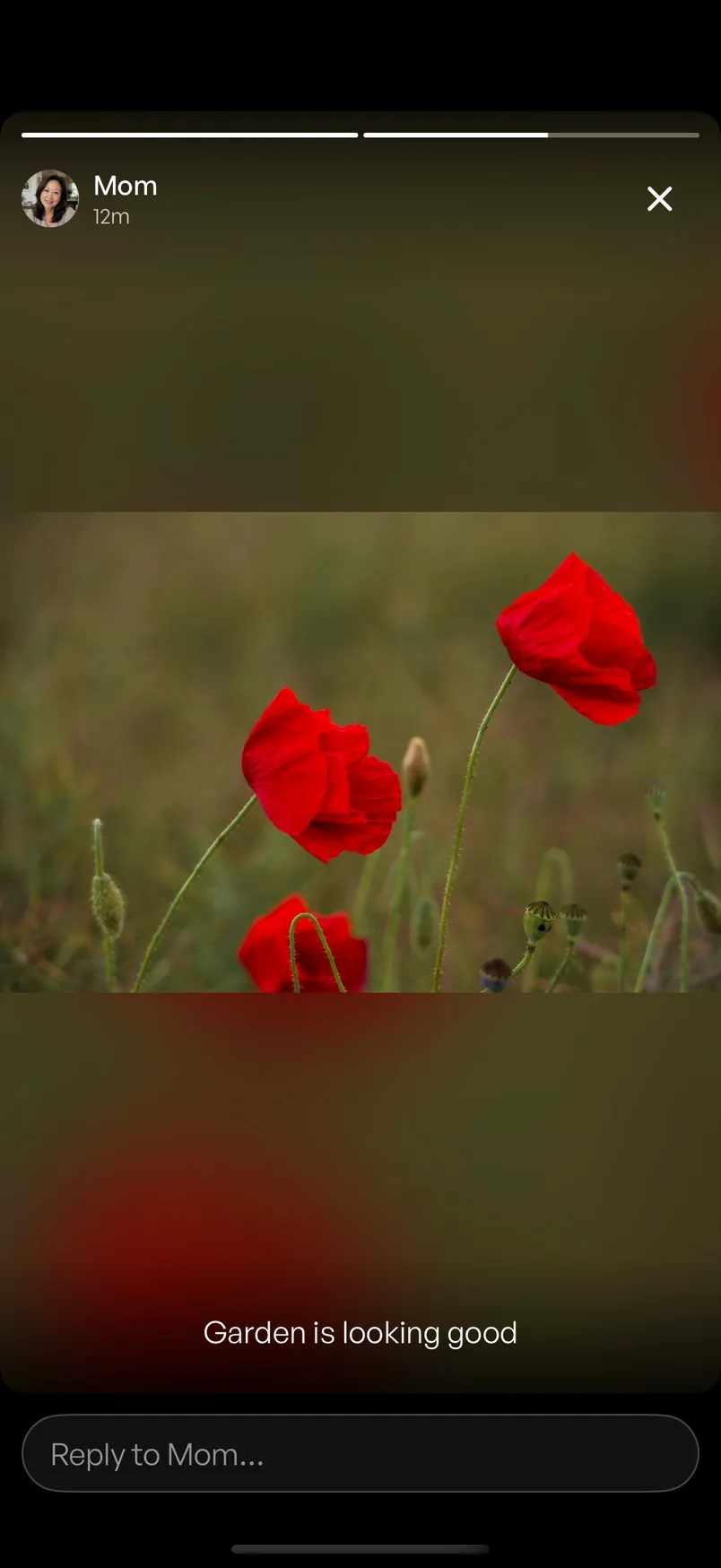 Mom’s WhatsApp status in Chesly: a photo of red poppies, Garden is looking good